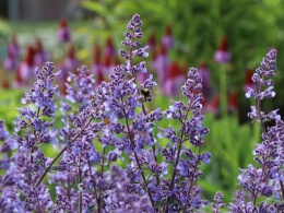 Kocimiętka- Nepeta faassenii 'Junior Walker' (L)