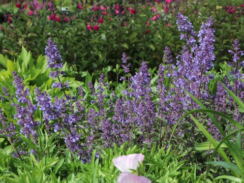 Kocimiętka- Nepeta faassenii 'Junior Walker' (L)