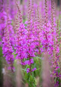 Krwawnica pospolita- Lythrum salicaria 'Robin' (W)