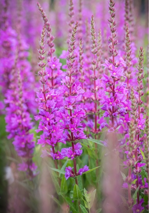 Krwawnica pospolita- Lythrum salicaria 'Robin' (W)