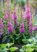 Krwawnica pospolita- Lythrum salicaria 'Robin' (W)