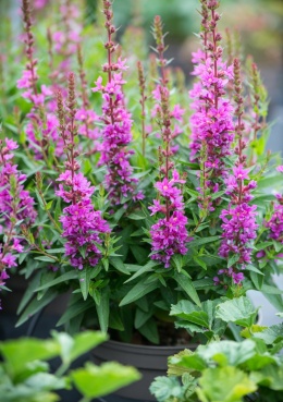 Krwawnica pospolita- Lythrum salicaria 'Robin' (W)