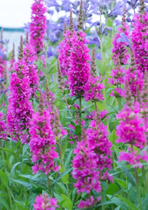Krwawnica pospolita- Lythrum salicaria 'Robin' (W)