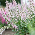 Krwawnica pospolita- Lythrum salicaria 'Blush' (L)