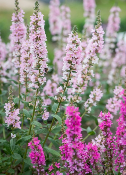 Krwawnica pospolita- Lythrum salicaria 'Blush' (L)