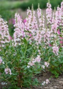 Krwawnica pospolita- Lythrum salicaria 'Blush' (L)