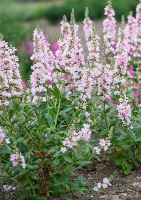 Krwawnica pospolita- Lythrum salicaria 'Blush' (L)