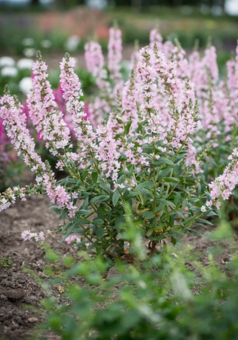 Krwawnica pospolita- Lythrum salicaria 'Blush' (L)