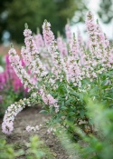 Krwawnica pospolita- Lythrum salicaria 'Blush' (L)