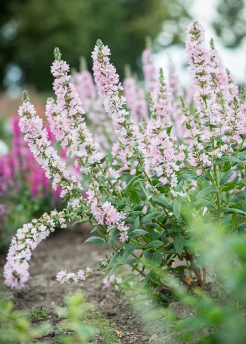 Krwawnica pospolita- Lythrum salicaria 'Blush' (L)