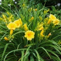 Liliowiec- Hemerocallis 'Stella De Oro'