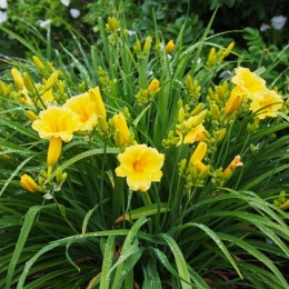 Liliowiec- Hemerocallis 'Stella De Oro'