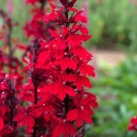 Lobelia okazała- Lobelia speciosa 'Starship Scarlet'
