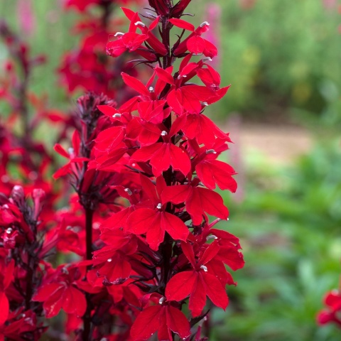Lobelia okazała- Lobelia speciosa 'Starship Scarlet'