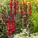 Lobelia okazała- Lobelia speciosa 'Starship Scarlet'