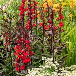 Lobelia okazała- Lobelia speciosa 'Starship Scarlet'