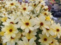 Nachyłek 'Corleone Cream'