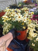 Nachyłek 'Corleone Cream'