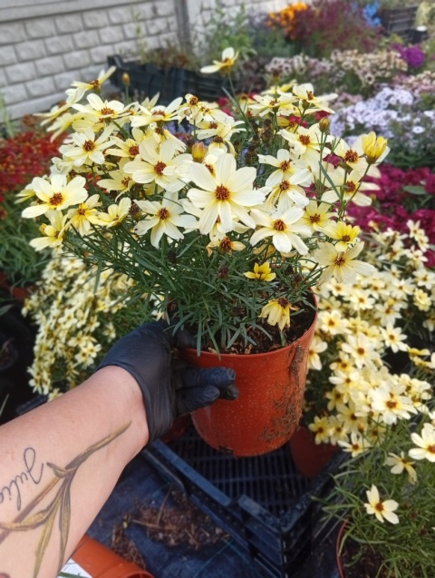 Nachyłek 'Corleone Cream'