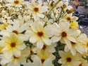 Nachyłek 'Corleone Cream'