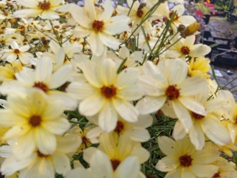 Nachyłek 'Corleone Cream'
