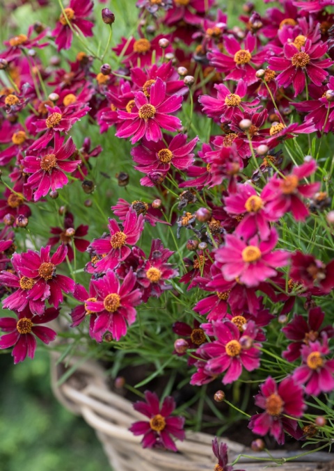 Nachyłek- Coreopsis 'Ruby Red'