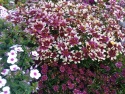 Nachyłek 'Sunstar Rose'