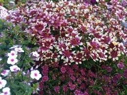 Nachyłek 'Sunstar Rose'