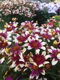 Nachyłek 'Sunstar Rose'