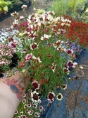 Nachyłek 'Sunstar Rose'