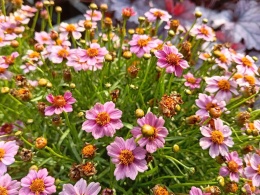 Nachyłek 'Twinklebells Pink'