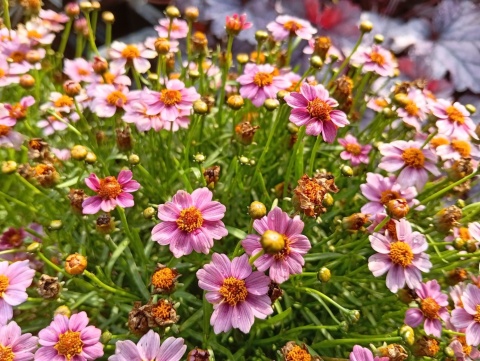 Nachyłek 'Twinklebells Pink'