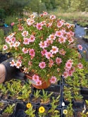 Nachyłek 'Twinklebells Pink'