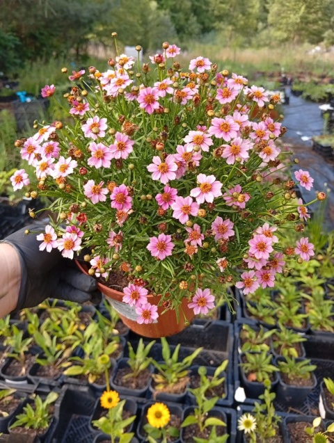 Nachyłek 'Twinklebells Pink'