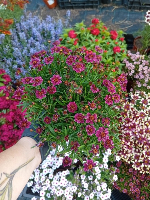 Nachyłek 'Twinklebells Purple'