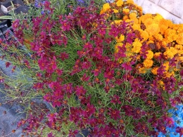 Nachyłek 'Ruby Red'