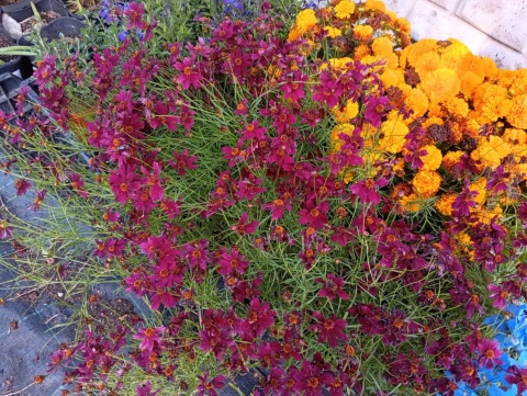 Nachyłek 'Ruby Red'