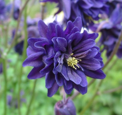 Orlik 'Blue Barlow' (L)