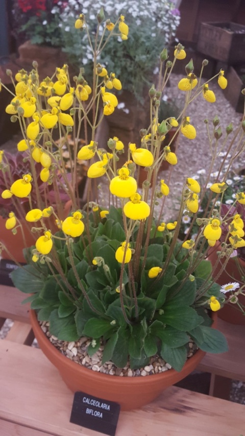 Pantofelnik dwukwiatowy- Calceolaria biflora 'Goldcap'