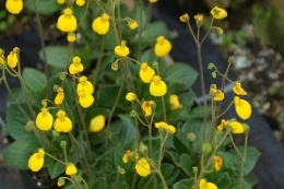 Pantofelnik dwukwiatowy- Calceolaria biflora 'Goldcap'