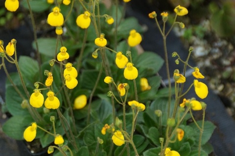 Pantofelnik dwukwiatowy- Calceolaria biflora 'Goldcap'