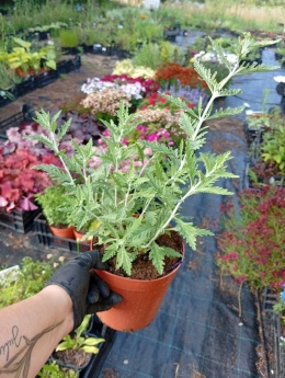 Perovskia 'Lacey Blue'