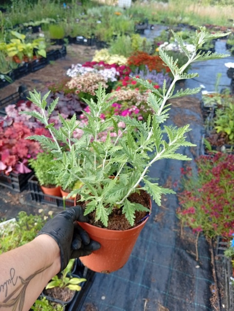 Perovskia 'Lacey Blue'