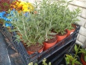 Perovskia 'Lacey Blue'