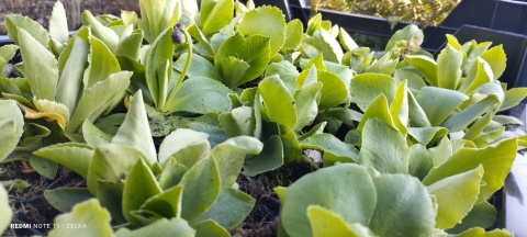 Pierwiosnek łyszczak- Primula auricula (W)