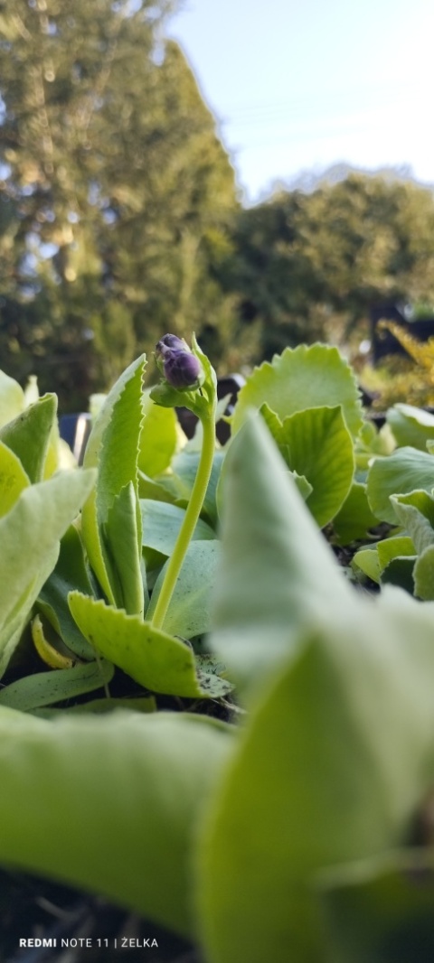 Pierwiosnek łyszczak- Primula auricula (W)