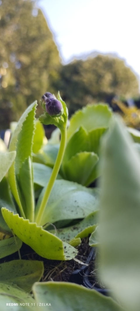 Pierwiosnek łyszczak- Primula auricula (L)