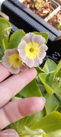 Pierwiosnek łyszczak- Primula auricula (L)
