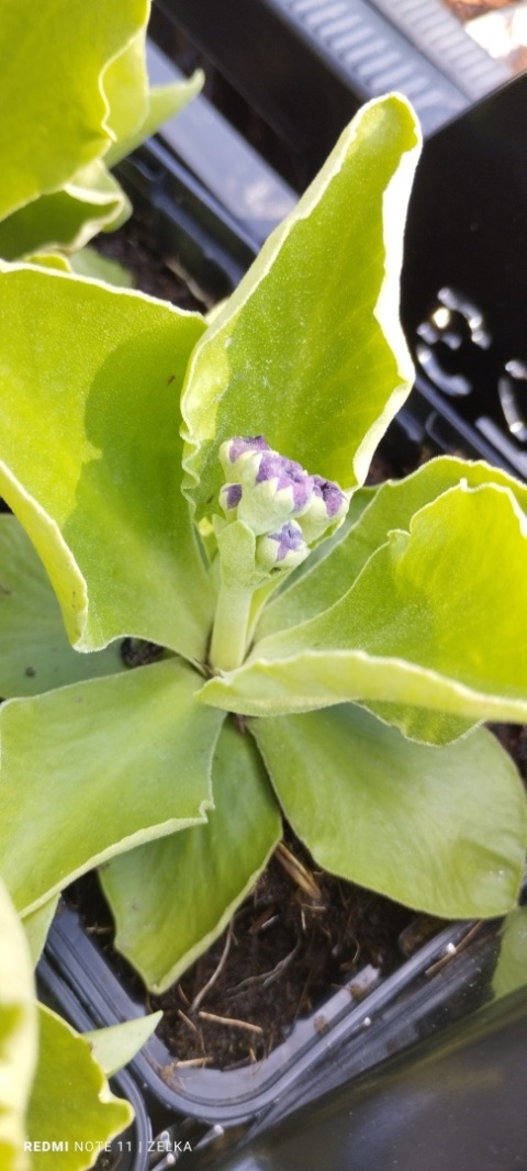 Pierwiosnek łyszczak- Primula auricula (L)