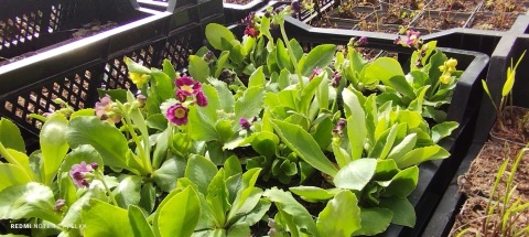 Pierwiosnek łyszczak- Primula auricula (L)